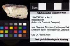 Foto (Objket + Etiketten) von Decapoda indet. 